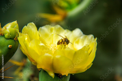 Yellow Bee flower 