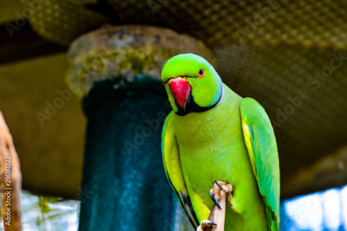 The rose-ringed parakeet (Psittacula krameri), also known as the ring-necked parakeet, is a medium-sized parrot in the genus Psittacula of the family Psittacidae and has a very wide range.