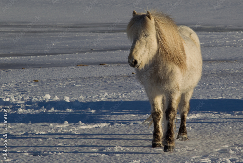 Iceland horse 01 Iceland horse 01