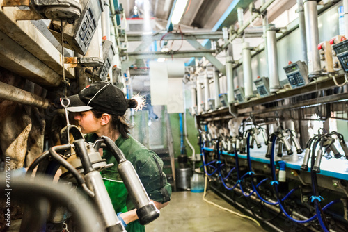 Dairy farm worker working in milking parlour