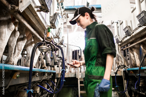 Dairy farm worker texting while working in milking parlour