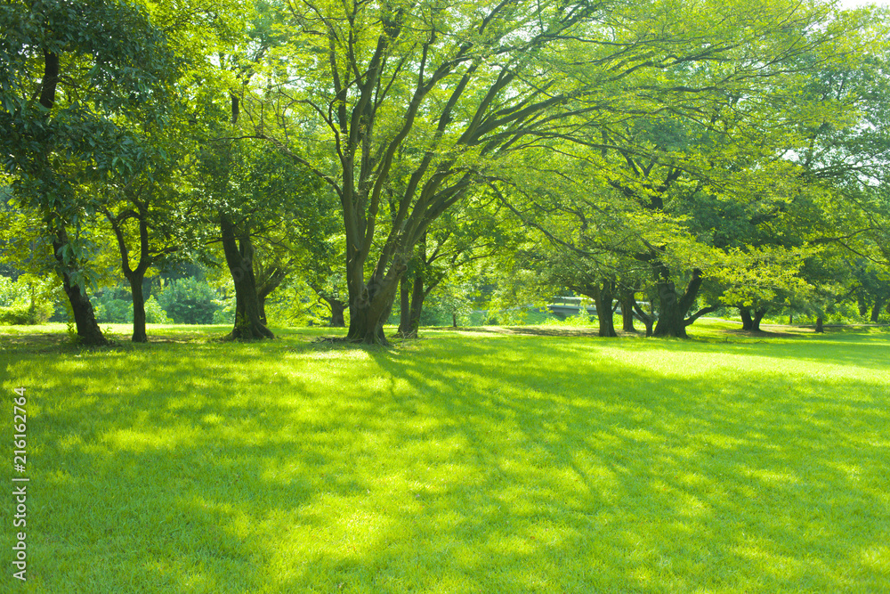 shade of trees in the park shade of trees in the park
