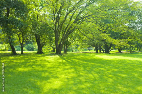 shade of trees in the park