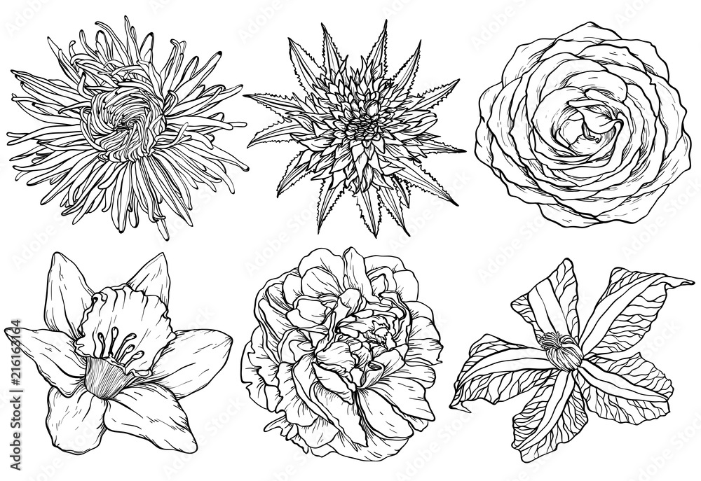 Obraz Flowers skecth aster, rose, clematis, narcissus, scarlet, peony