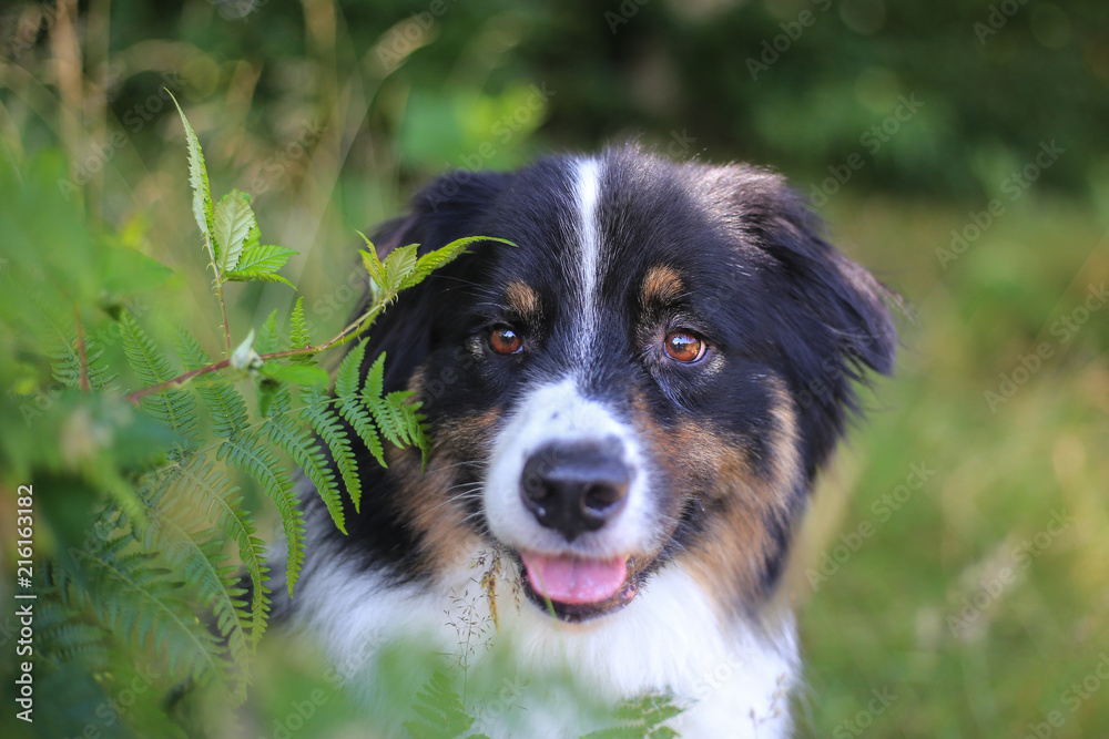 australian shepherd in the nature