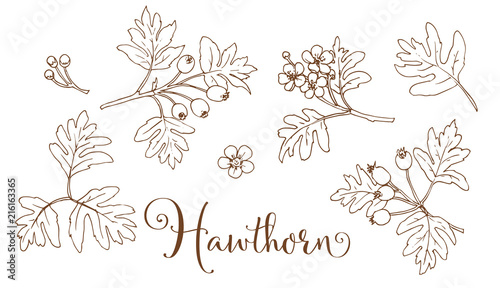 Collection of hand drawing hawthorn