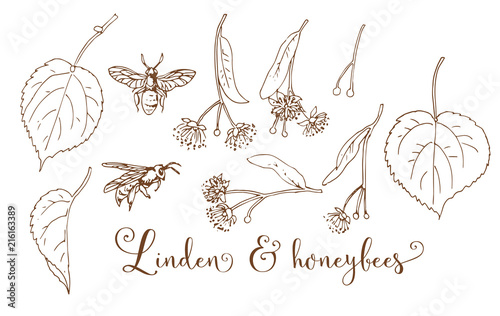  Collection of hand drawing  silver linden & honeybees photo