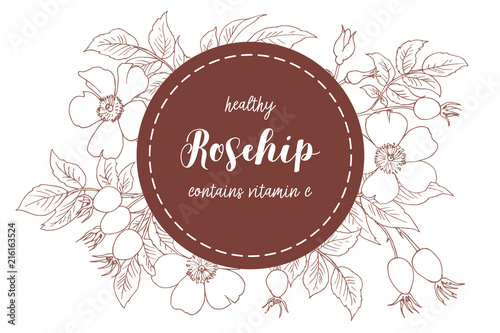 Composition with hand drawing rosehip flowers and fruit