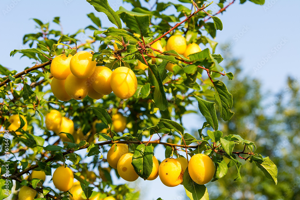 Mirabelle plum on the tree in orchard