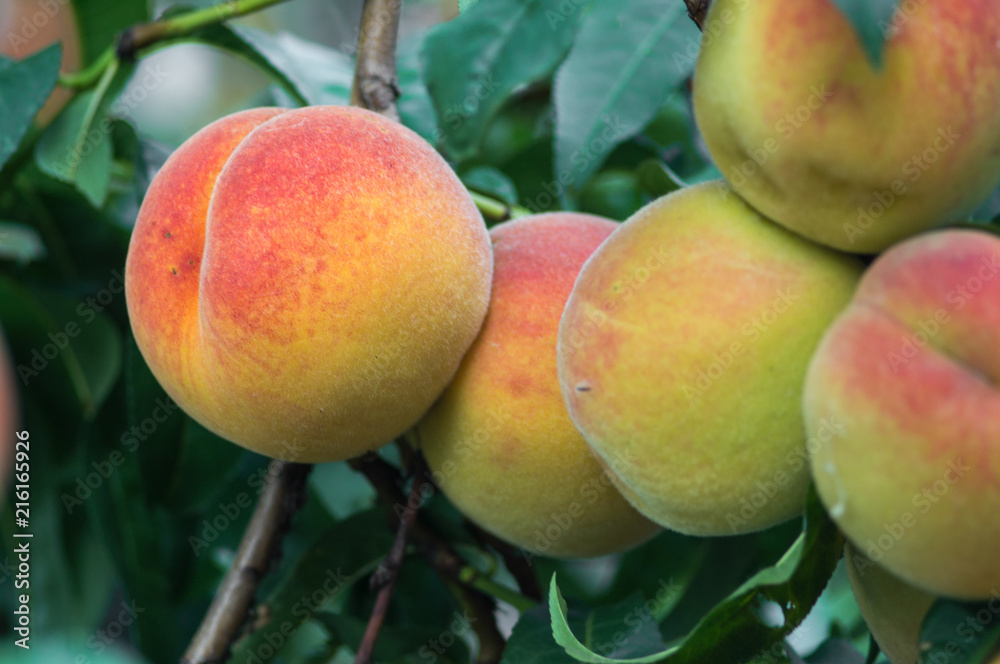 Fresh peaches growing on a tree summer time Fresh peaches growing on a tree summer time