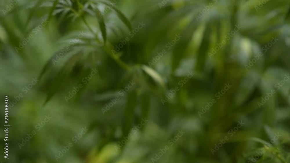 leaves of young and wild hemp swing from the wind in rainy weather leaves of young and wild hemp swing from the wind in rainy weather