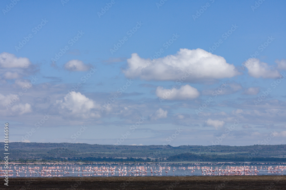 Flamingo group at Nakuru Lake Kenya