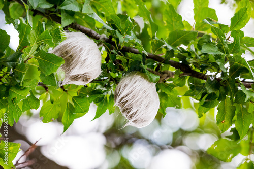 Two mysterious hairy white things having the size of a tennis ball growing on wild plum tree at Vitosha mountain near the village of Bistritza, Sofia, Bulgaria photo