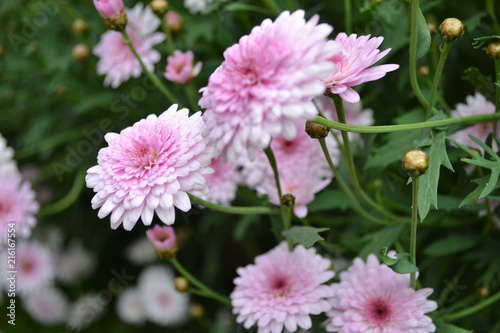 flor rosa