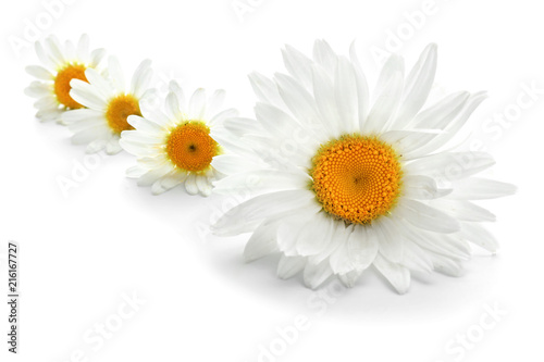 Beautiful chamomile flowers on white background