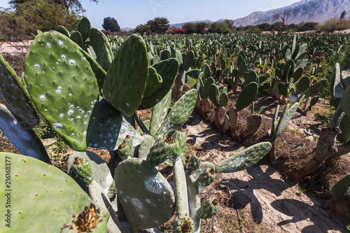 Cactus plantation to raise the cochineal photo