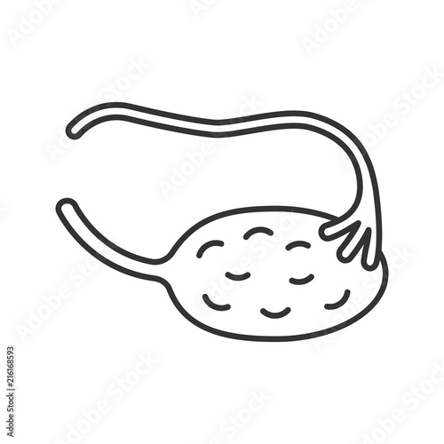 Ovary and fallopian tube linear icon