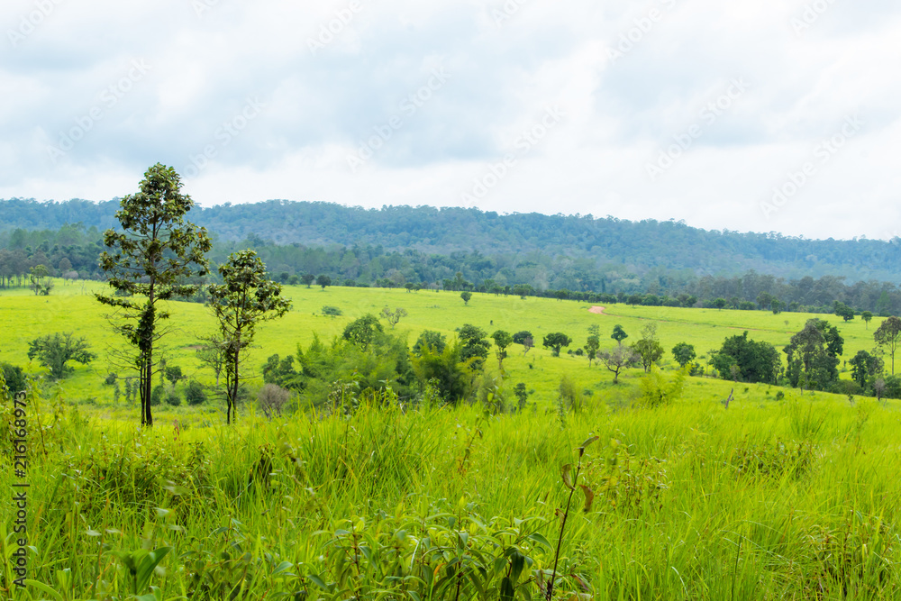 Obraz premium Meadow and trees. at Thung Salaeng Luang , Phetchabun in Thailand.