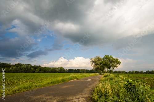 Field - Meadow with Tree and Dramatic Sky