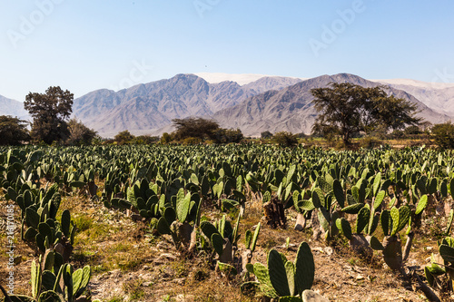 Cactus plantation to raise the cochineal photo