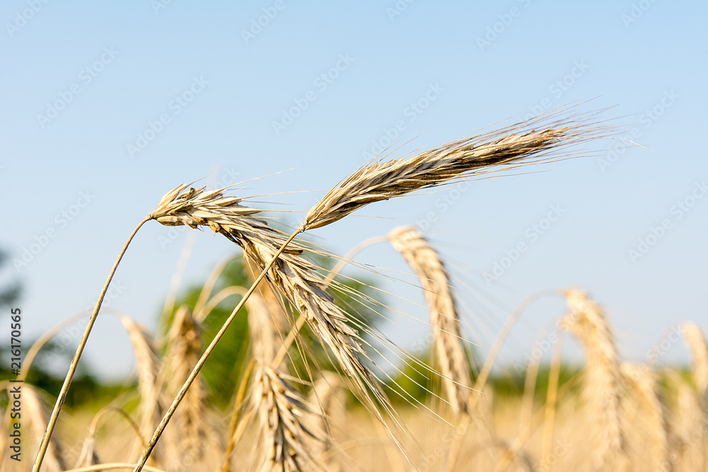 Rye on the field in summer