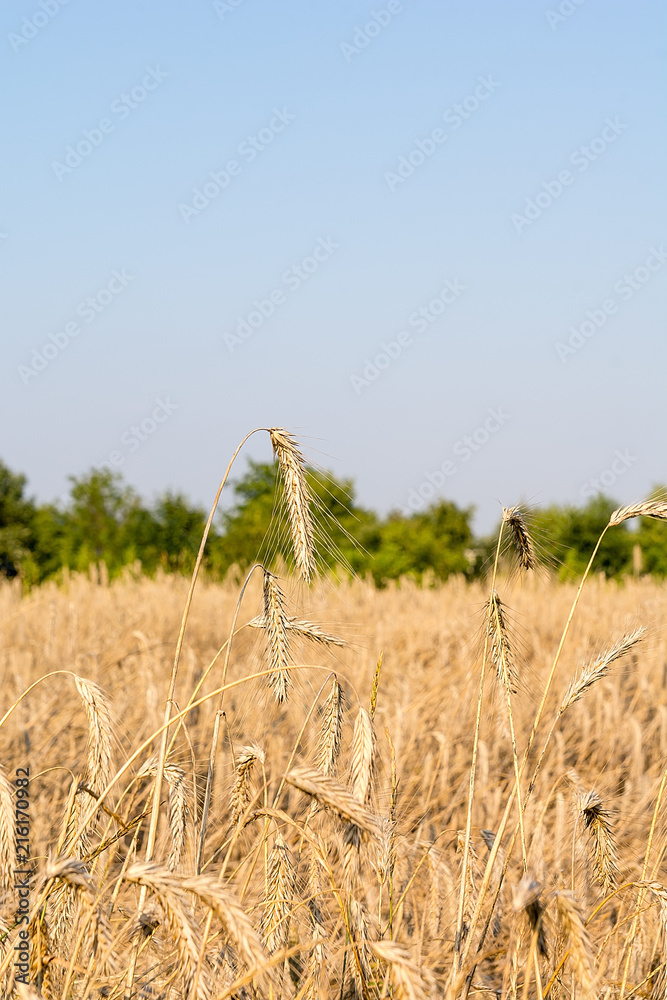 Rye on the field in summer