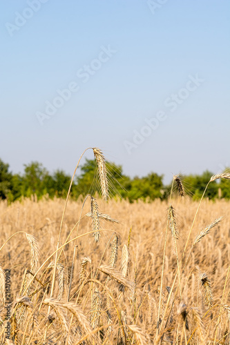 Obraz na płótnie Rye on the field in summer w salonie