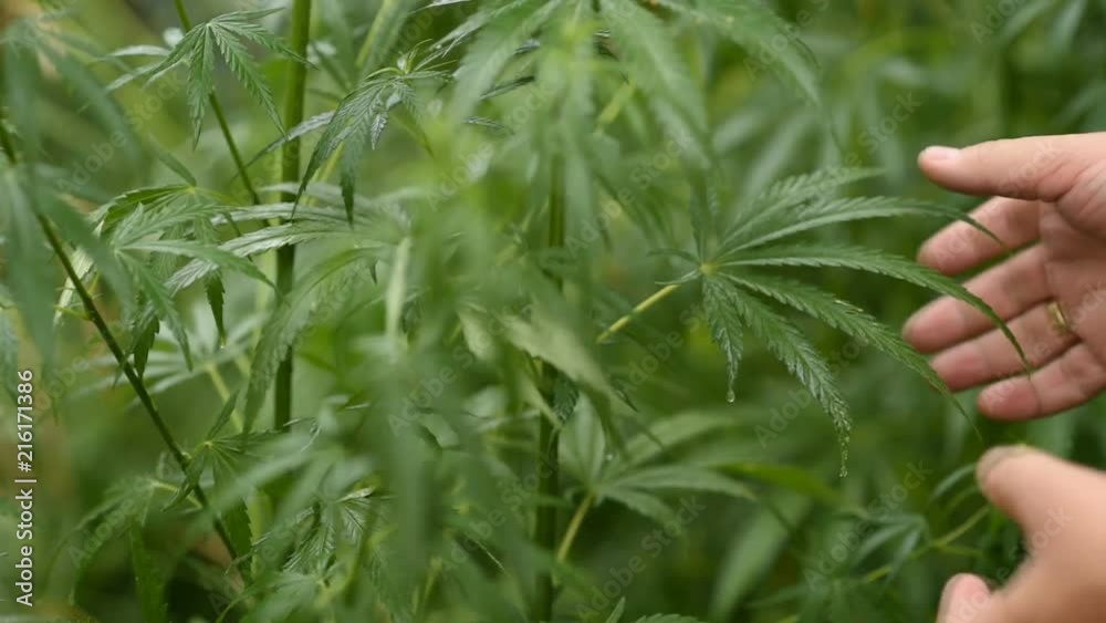 the guy checks the young hemp in the rain the guy checks the young hemp in the rain