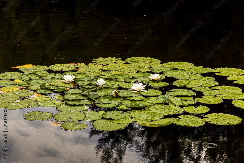Forest lake with water lilies under rain. Forest lake with water lilies under rain.