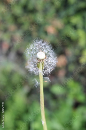 Pusteblume  Abgebl  hter L  wenzahn