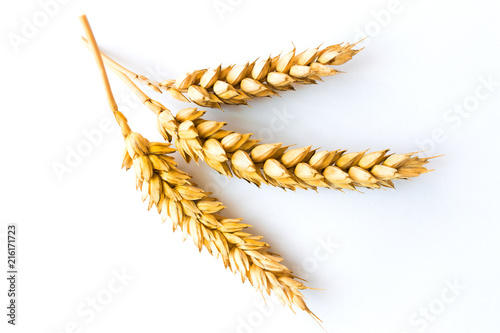 Ripe Golden Ear of Wheat on White Background