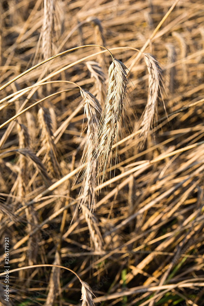 Rye on the field in summer