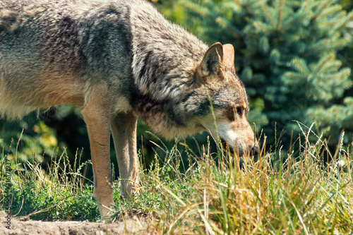 Wolf - Carnivore Animal in Wild Nature