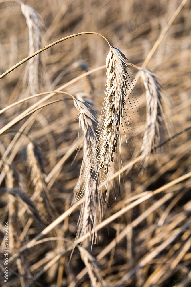 Rye on the field in summer