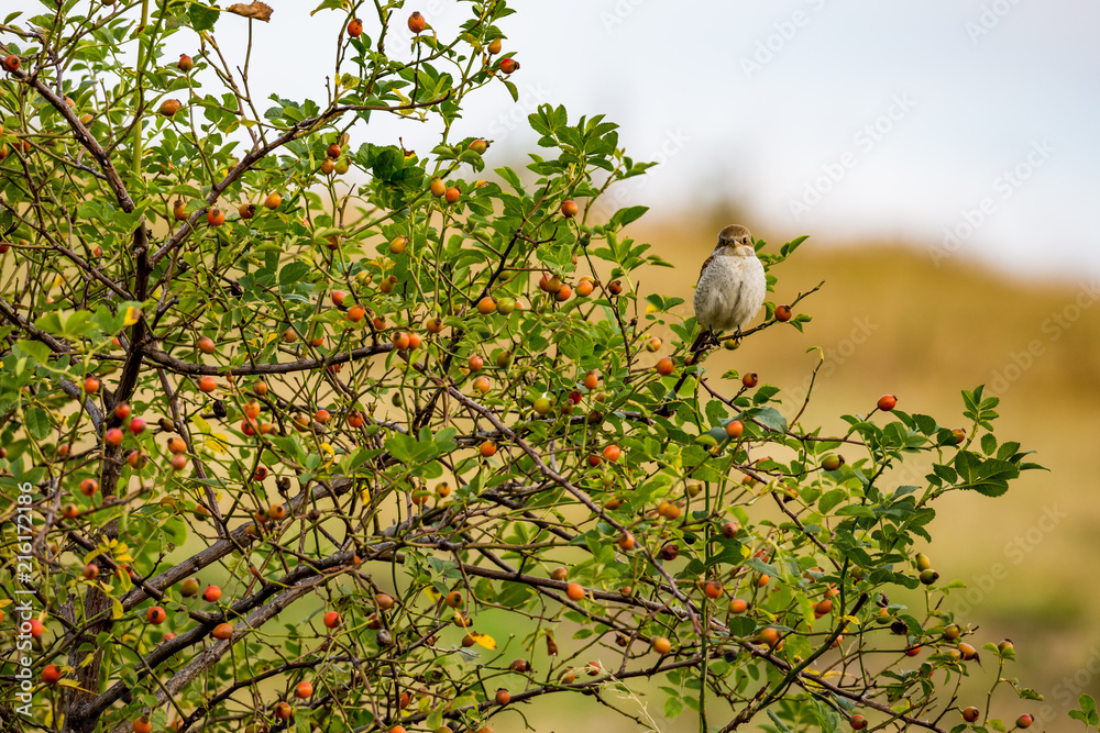 Obraz premium Eurasian tree sparrow, Passer Montanus, sits on rose hip bush with blurred background, red and orange fruits. Bird looking at the camera, warm summer evening near Bistritza village, Sofia, Bulgaria