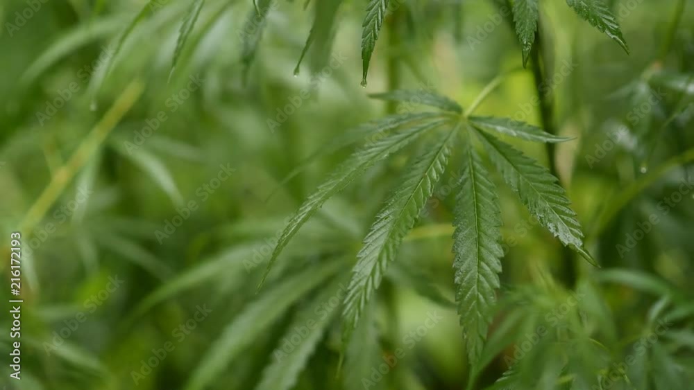 leaves of young and wild hemp swing from the wind in rainy weather leaves of young and wild hemp swing from the wind in rainy weather