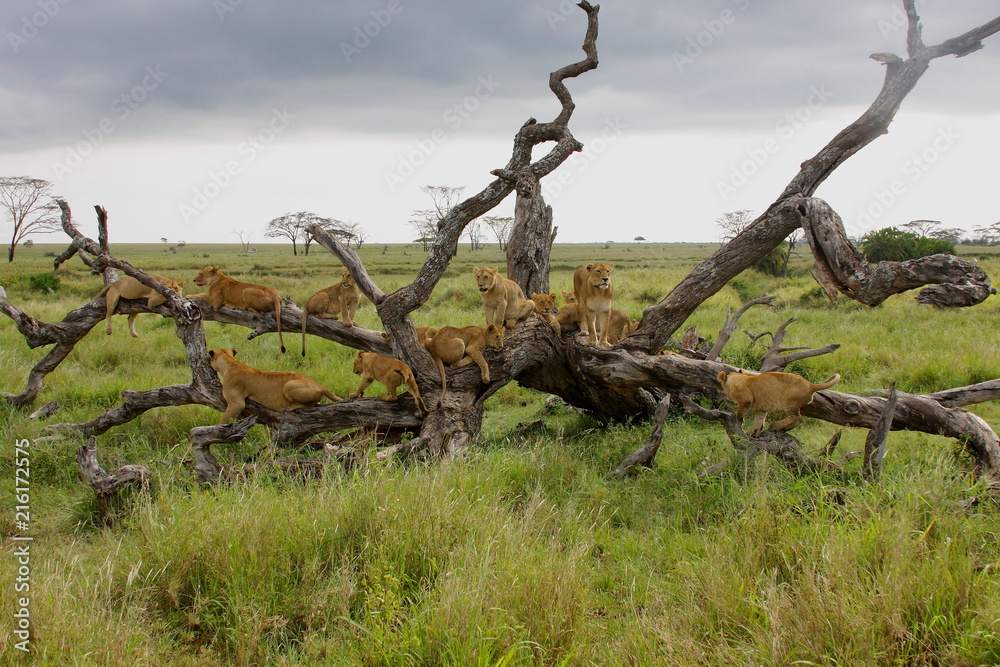 Fototapeta premium Pride of lions on tree