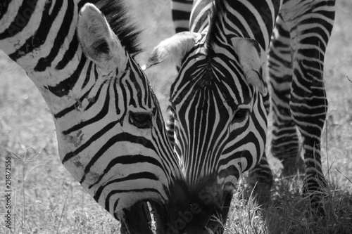 Zebra Stallions face-off