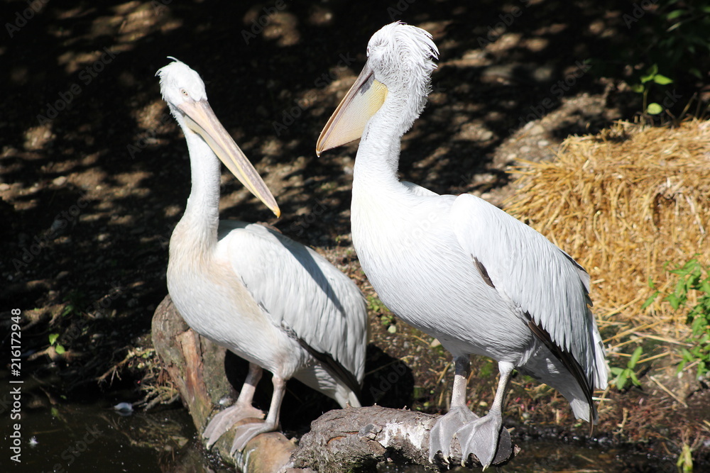 Paar: Zwei Pelikane an einem See