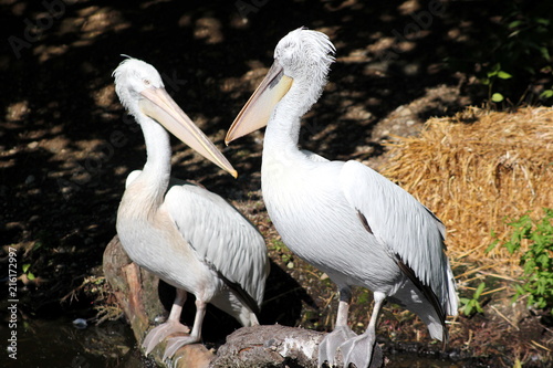 Zwei Pelikane (Krauskopfpelikane)