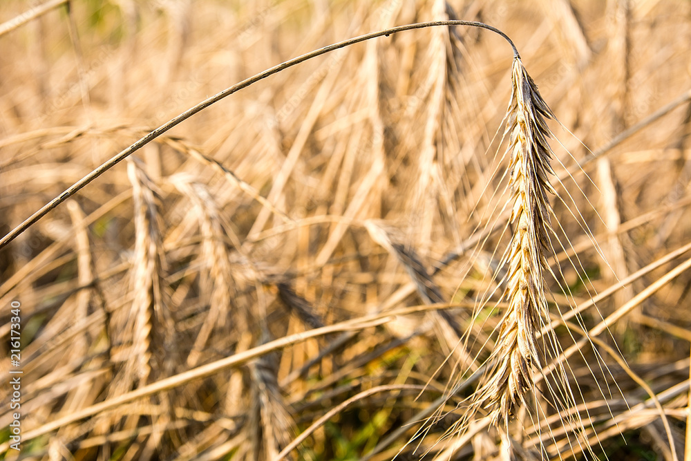 Rye on the field in summer