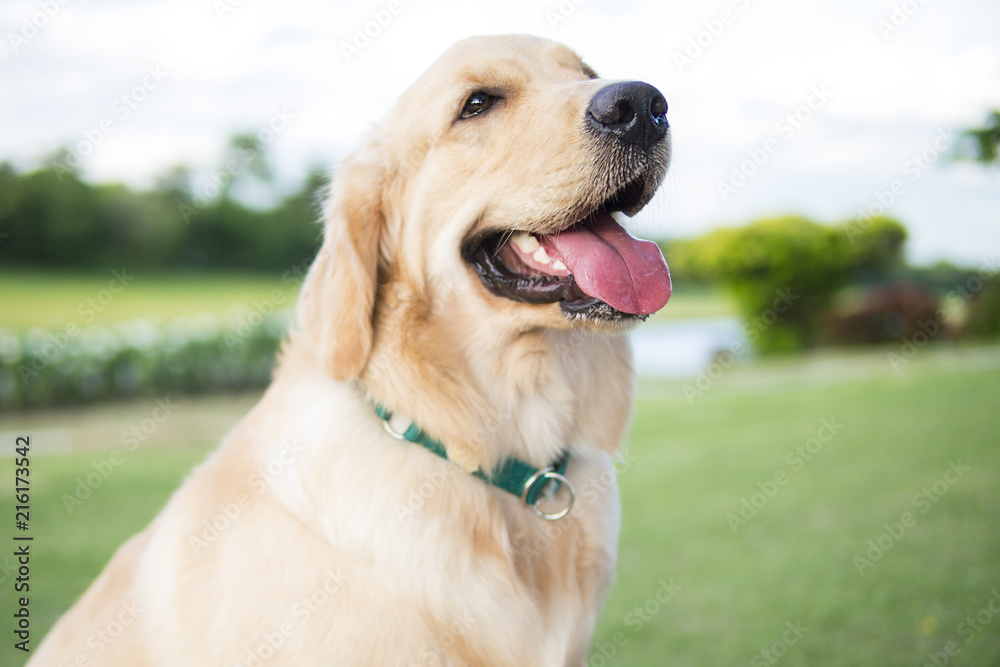 Close up photo of Golden Retriever puppy with green collar sitting in the summer park.