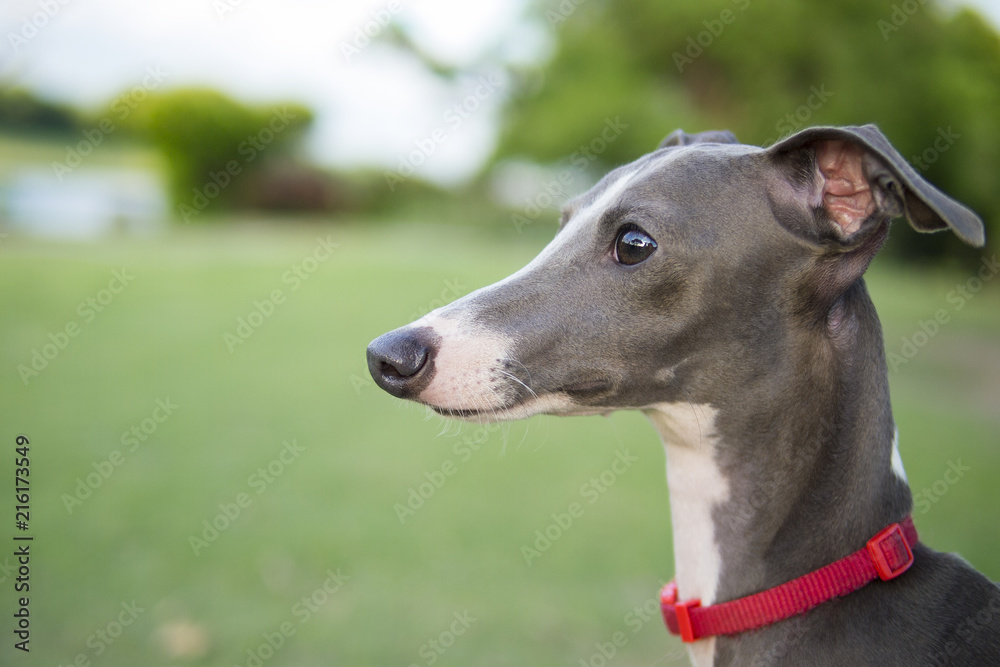 Close up photo of Italian Greyhound puppy with red collar sitting in the summer park.