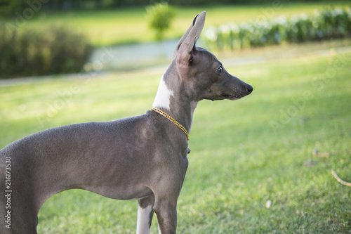 Close up photo of Italian Greyhound puppy with gold collar look around in the summer park.