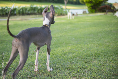 Close up photo of Italian Greyhound puppy with gold collar look around in the summer park. © jtai