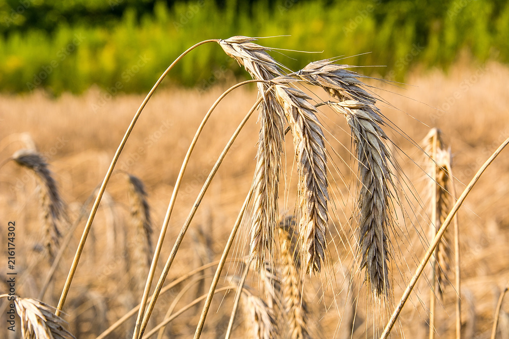 Rye on the field in summer
