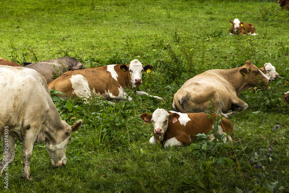 Herd of cows grazing at summer green field