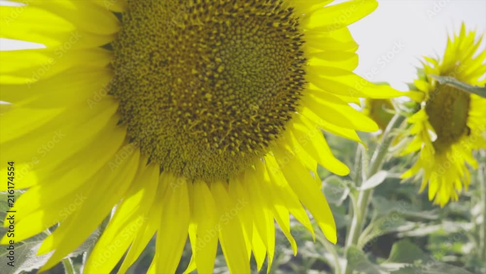 Insecto volando en un campo de girasoles.