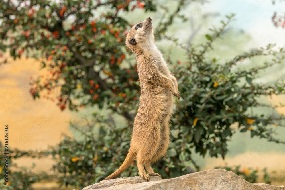Fototapeta premium Meerkat standing guard on stone with green bush on background. Sentry suricate watching for predators.