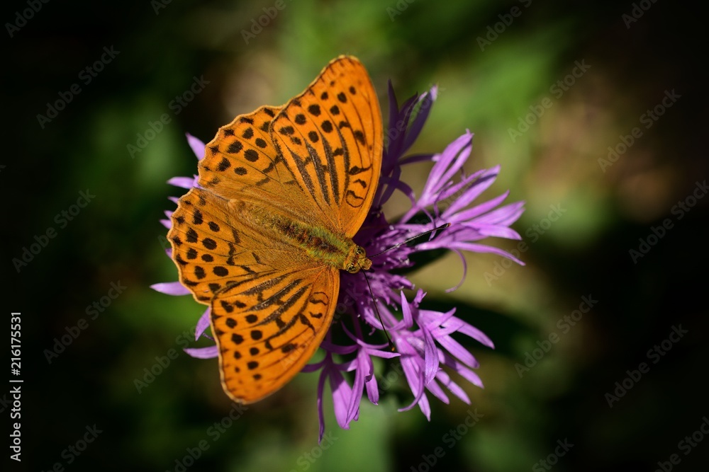 Butterfly Butterfly